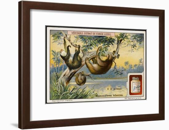 Ai, a Species of Sloth-null-Framed Art Print