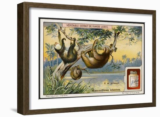 Ai, a Species of Sloth-null-Framed Art Print