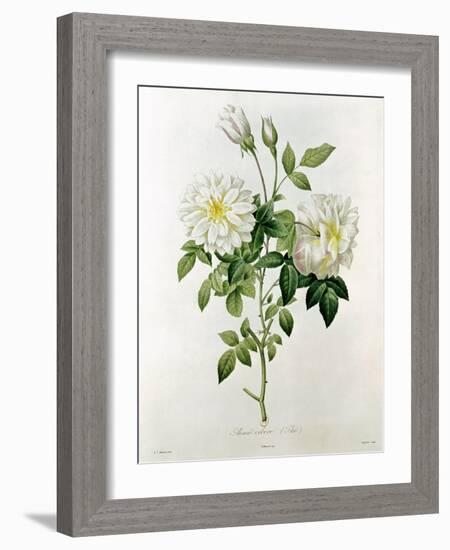 Aime Vibere-Pierre-Joseph Redouté-Framed Giclee Print