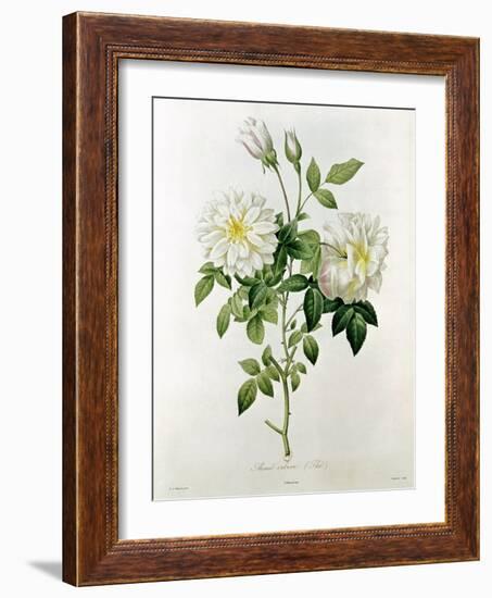 Aime Vibere-Pierre-Joseph Redouté-Framed Giclee Print