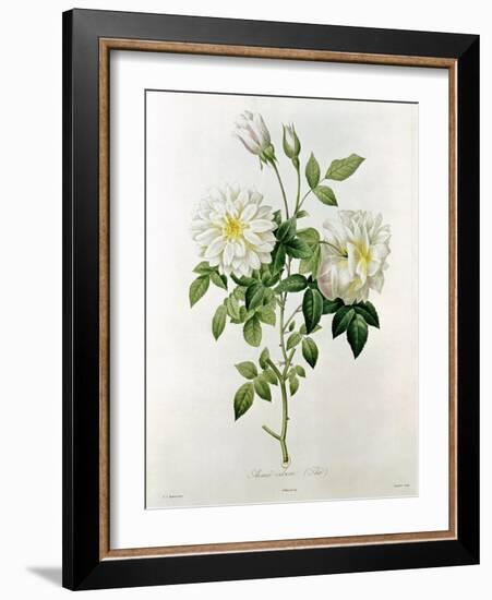 Aime Vibere-Pierre-Joseph Redouté-Framed Giclee Print