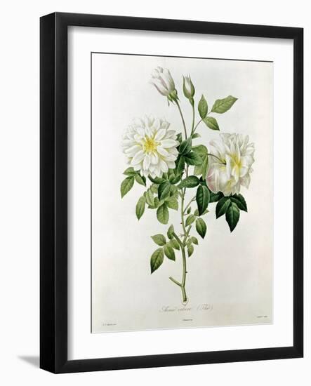 Aime Vibere-Pierre-Joseph Redouté-Framed Giclee Print