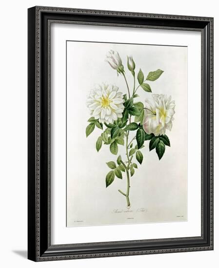 Aime Vibere-Pierre-Joseph Redouté-Framed Giclee Print