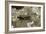 Aiolopus Strepens (Grasshopper) - on Stone-Paul Starosta-Framed Photographic Print