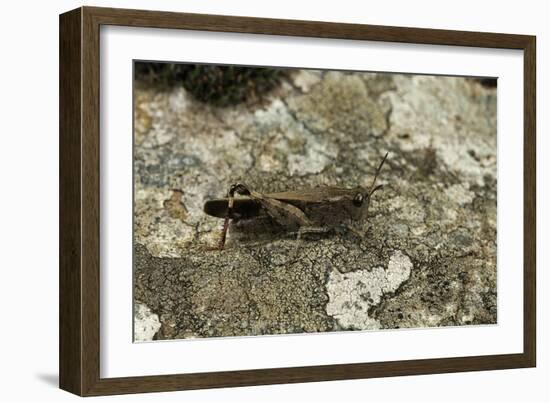 Aiolopus Strepens (Grasshopper) - on Stone-Paul Starosta-Framed Photographic Print
