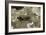 Aiolopus Strepens (Grasshopper) - on Stone-Paul Starosta-Framed Photographic Print