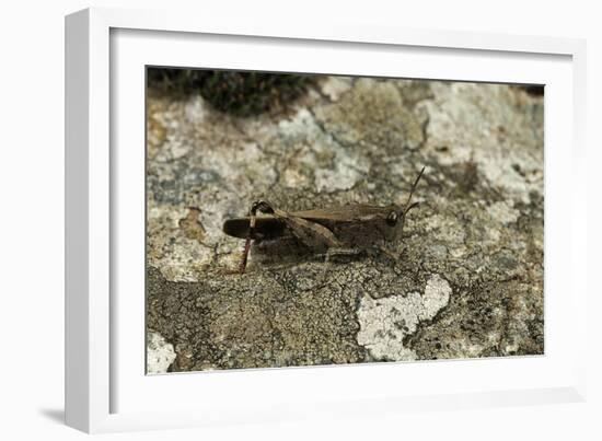 Aiolopus Strepens (Grasshopper) - on Stone-Paul Starosta-Framed Photographic Print