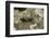 Aiolopus Strepens (Grasshopper) - on Stone-Paul Starosta-Framed Photographic Print