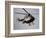 Air Ambulance, Dunedin, South Island, New Zealand-David Wall-Framed Photographic Print