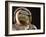 Air and Space: Apollo Helmet Visor reflecting the 1903 Wright Flyer-null-Framed Photographic Print