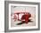 Air and Space: Pitts Special S-1C Little Stinker-null-Framed Photographic Print