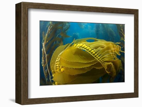 Air bladders lifting strands of giant kelp, California, USA-David Fleetham-Framed Photographic Print