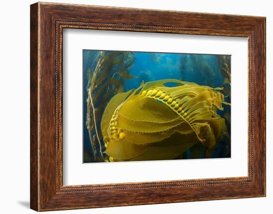 Air bladders lifting strands of giant kelp, California, USA-David Fleetham-Framed Photographic Print