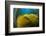 Air bladders lifting strands of giant kelp, California, USA-David Fleetham-Framed Photographic Print