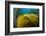 Air bladders lifting strands of giant kelp, California, USA-David Fleetham-Framed Photographic Print