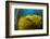 Air bladders lifting strands of giant kelp, California, USA-David Fleetham-Framed Photographic Print