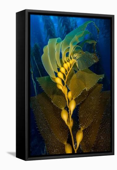 Air filled bladders of Giant kelp, Channel Islands-Alex Mustard-Framed Premier Image Canvas