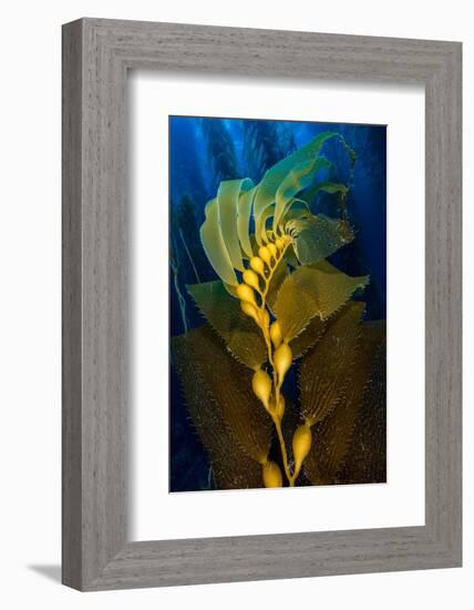 Air filled bladders of Giant kelp, Channel Islands-Alex Mustard-Framed Photographic Print