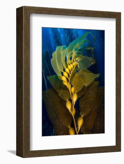 Air filled bladders of Giant kelp, Channel Islands-Alex Mustard-Framed Photographic Print