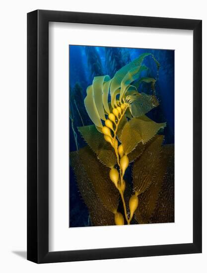 Air filled bladders of Giant kelp, Channel Islands-Alex Mustard-Framed Photographic Print