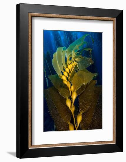 Air filled bladders of Giant kelp, Channel Islands-Alex Mustard-Framed Photographic Print