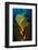 Air filled bladders of Giant kelp, Channel Islands-Alex Mustard-Framed Photographic Print