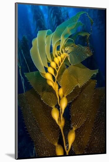 Air filled bladders of Giant kelp, Channel Islands-Alex Mustard-Mounted Photographic Print