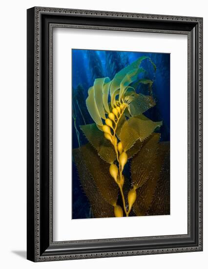 Air filled bladders of Giant kelp, Channel Islands-Alex Mustard-Framed Photographic Print