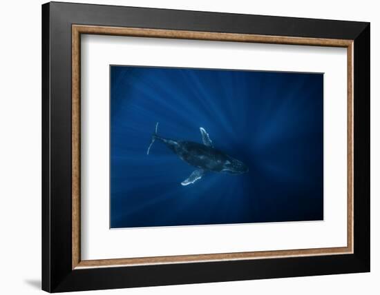 Air Megaptera Approaching!-Barathieu Gabriel-Framed Photographic Print