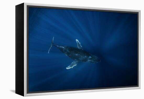 Air Megaptera Approaching!-Barathieu Gabriel-Framed Premier Image Canvas