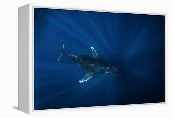 Air Megaptera Approaching!-Barathieu Gabriel-Framed Premier Image Canvas