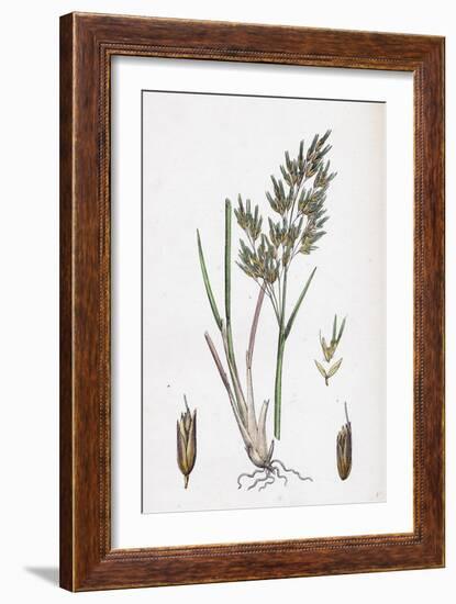 Aira Alpina Alpine Hair-Grass-null-Framed Giclee Print
