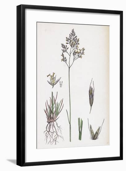 Aira Eu-Fluxuosa Heath Hair-Grass-null-Framed Giclee Print