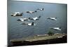 Aircraft Fly over the Nuclear-Powered Aircraft Carrier USS George Washington, 1992-null-Mounted Photo