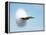 Aircraft Sonic Boom Cloud-u.s. Department of Energy-Framed Premier Image Canvas