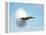 Aircraft Sonic Boom Cloud-u.s. Department of Energy-Framed Premier Image Canvas