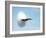 Aircraft Sonic Boom Cloud-u.s. Department of Energy-Framed Photographic Print