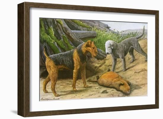 Airdale Terrier and Bedlington Terrier-null-Framed Art Print