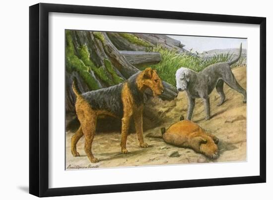 Airdale Terrier and Bedlington Terrier-null-Framed Art Print