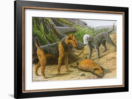 Airdale Terrier and Bedlington Terrier-null-Framed Art Print