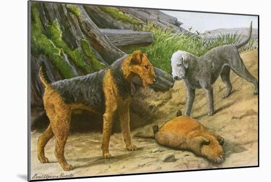 Airdale Terrier and Bedlington Terrier-null-Mounted Art Print