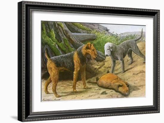 Airdale Terrier and Bedlington Terrier-null-Framed Art Print