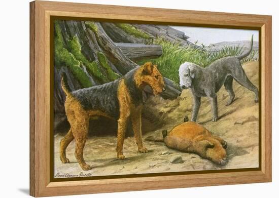 Airdale Terrier and Bedlington Terrier-null-Framed Stretched Canvas