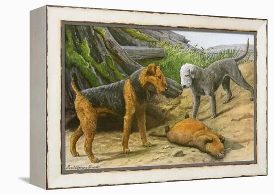 Airdale Terrier and Bedlington Terrier-null-Framed Stretched Canvas