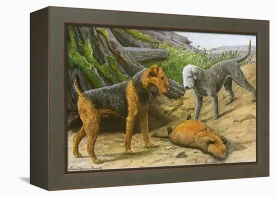 Airdale Terrier and Bedlington Terrier-null-Framed Stretched Canvas