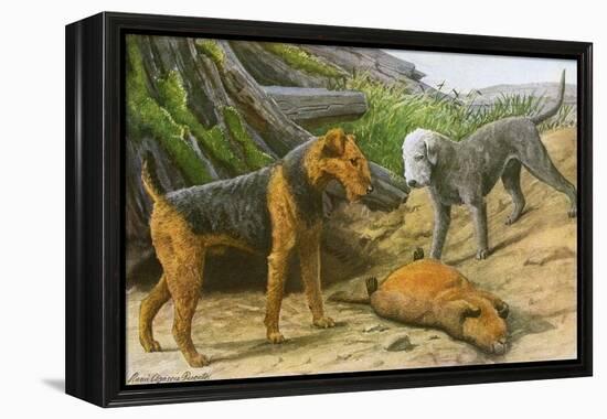 Airdale Terrier and Bedlington Terrier-null-Framed Stretched Canvas