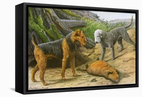 Airdale Terrier and Bedlington Terrier-null-Framed Stretched Canvas