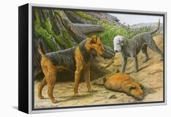 Airdale Terrier and Bedlington Terrier-null-Framed Stretched Canvas