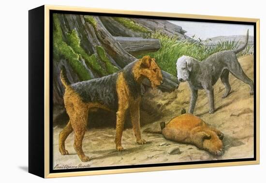 Airdale Terrier and Bedlington Terrier-null-Framed Stretched Canvas