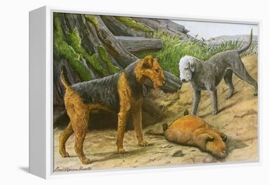 Airdale Terrier and Bedlington Terrier-null-Framed Stretched Canvas